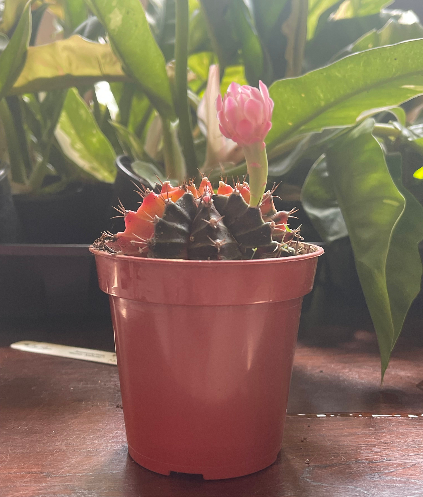 Gymnocalycium Mihanovichii Variegated Cactus