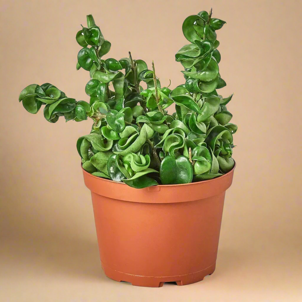 Hoya Carnosa Hindu Rope