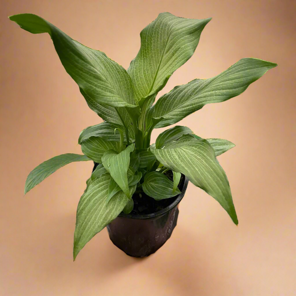 Spathiphyllum ‘Platinum Mist’ – Peace Lily
