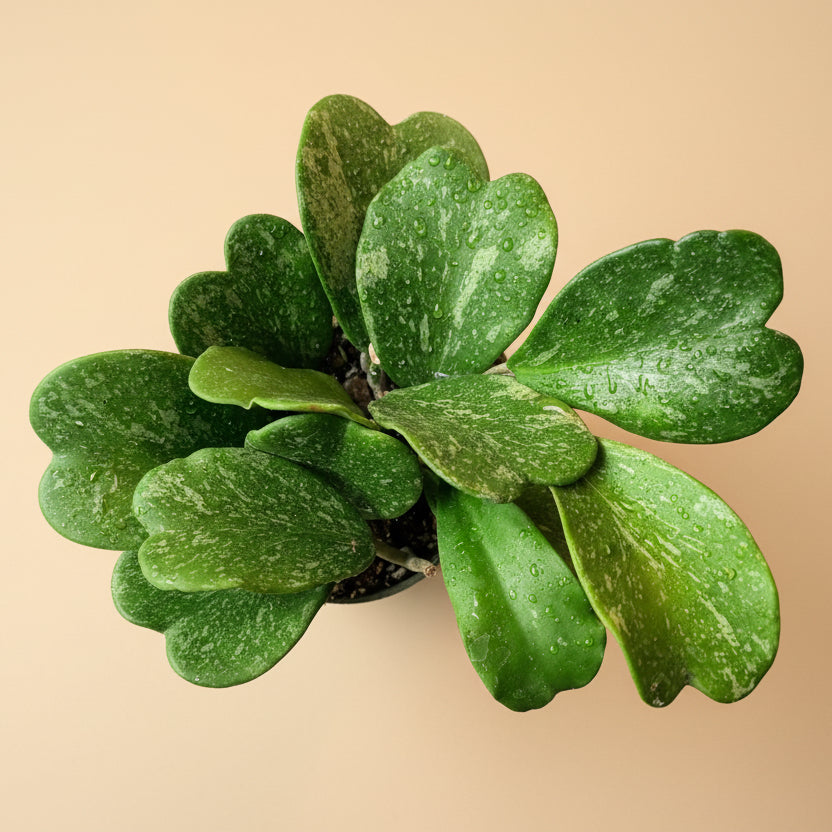 Hoya Kerrii 'Splash'-4.5” pot