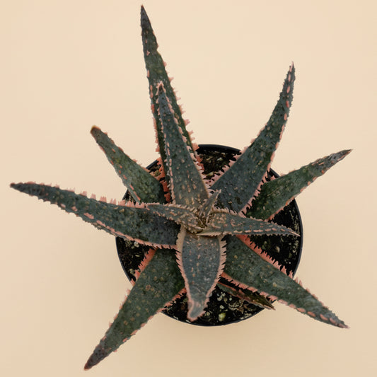Aloe Purple Haze | 3.5 inch | Star Aloe Hybrid