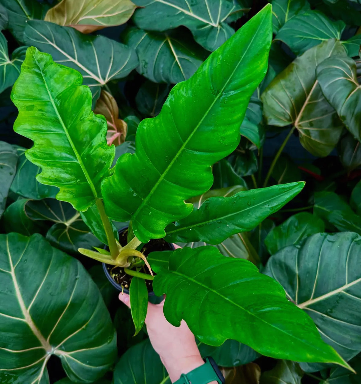 Philodendron ‘Jungle Boogie’ - 4” pot