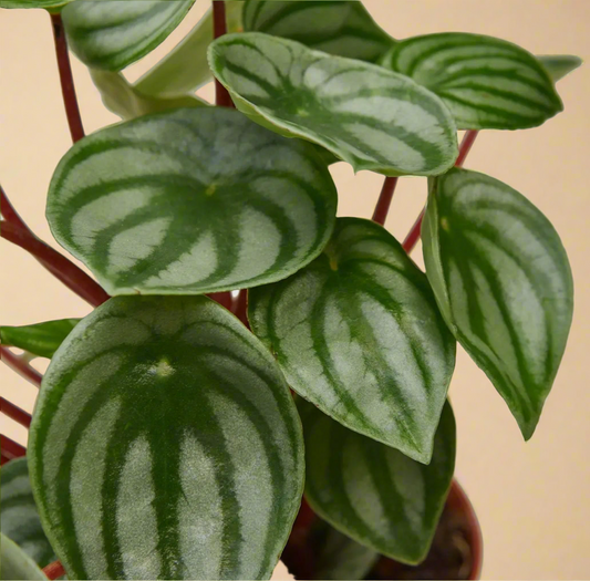 4” Peperomia Watermelon