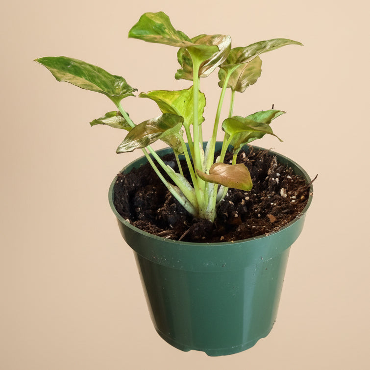 Syngonium ‘Pink Splash’ - 4.5” Pot