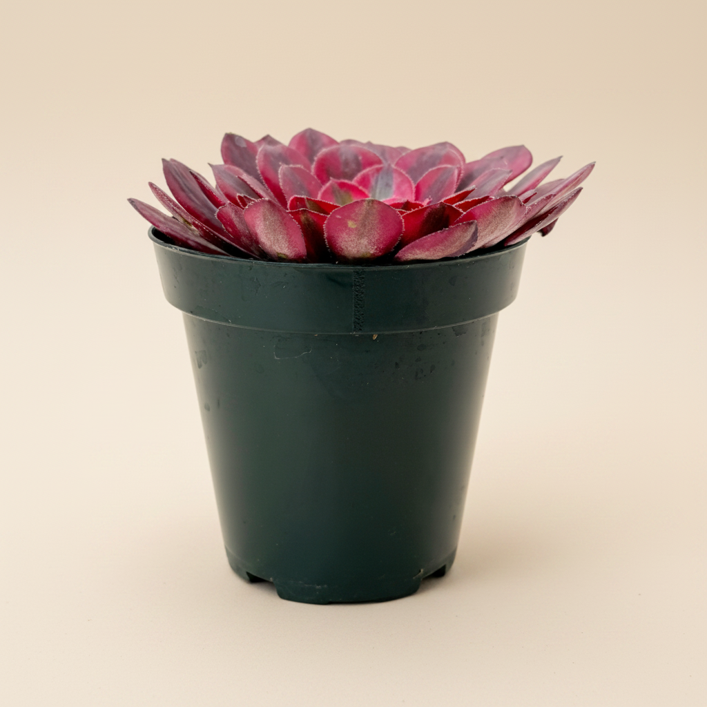Aeonium Medusa | 3.5 inch