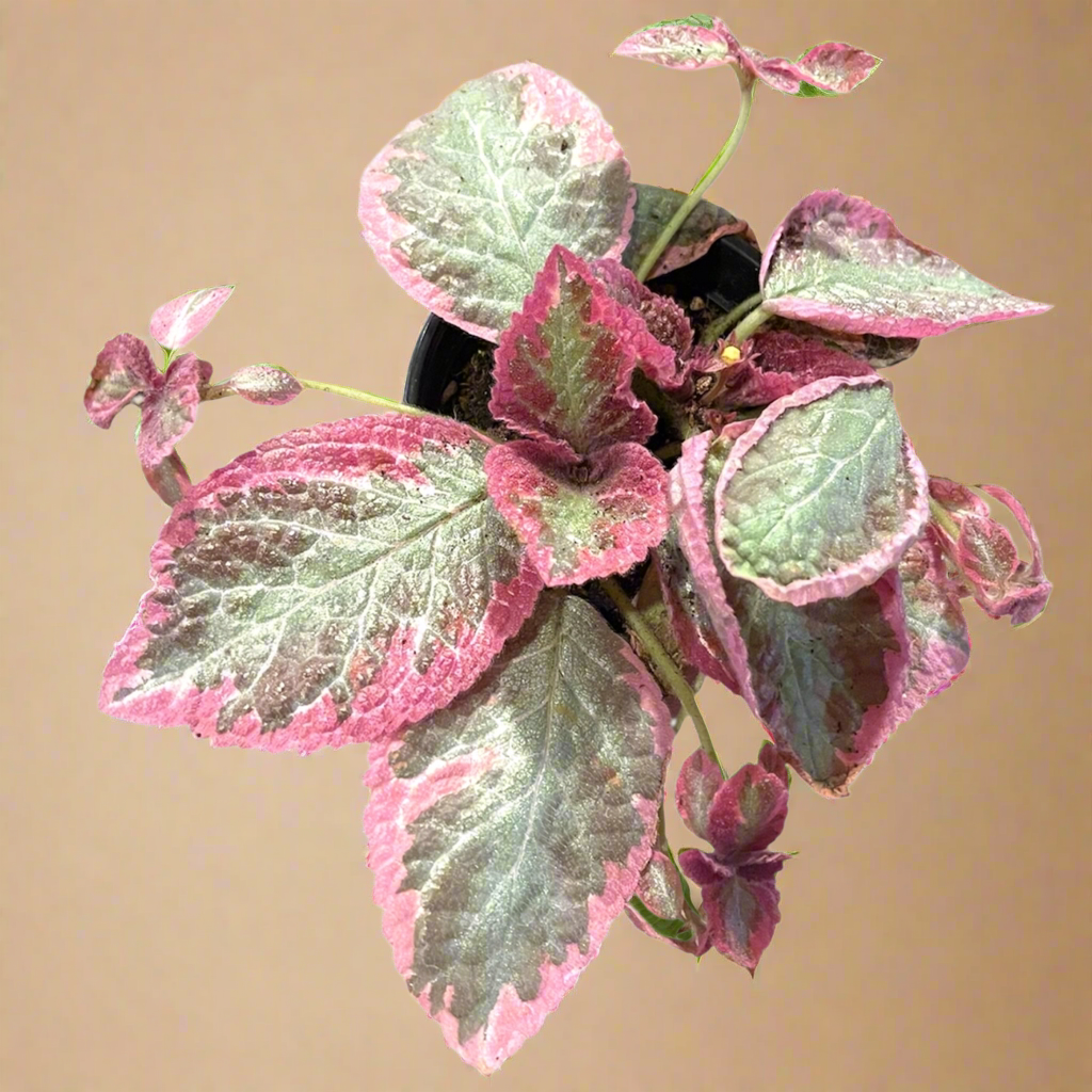 4” Episcia Cupreata ‘Pink Brocade’