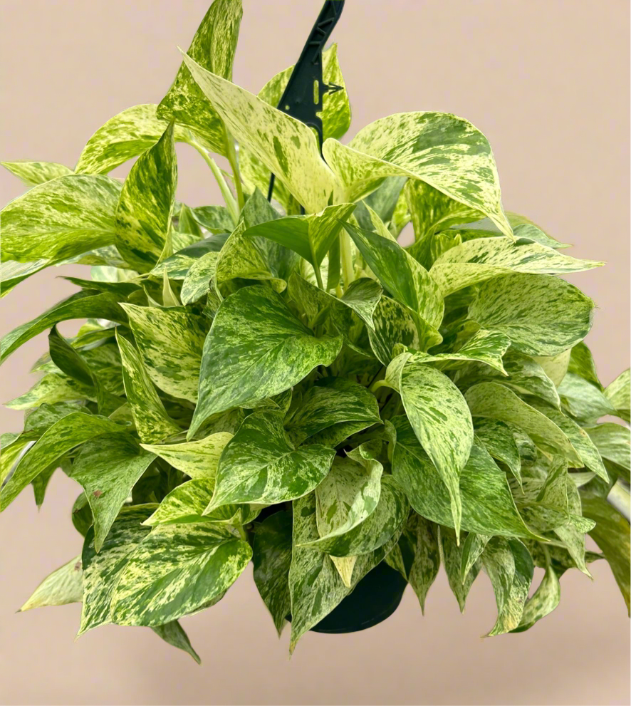 Pothos 'Marble Queen'