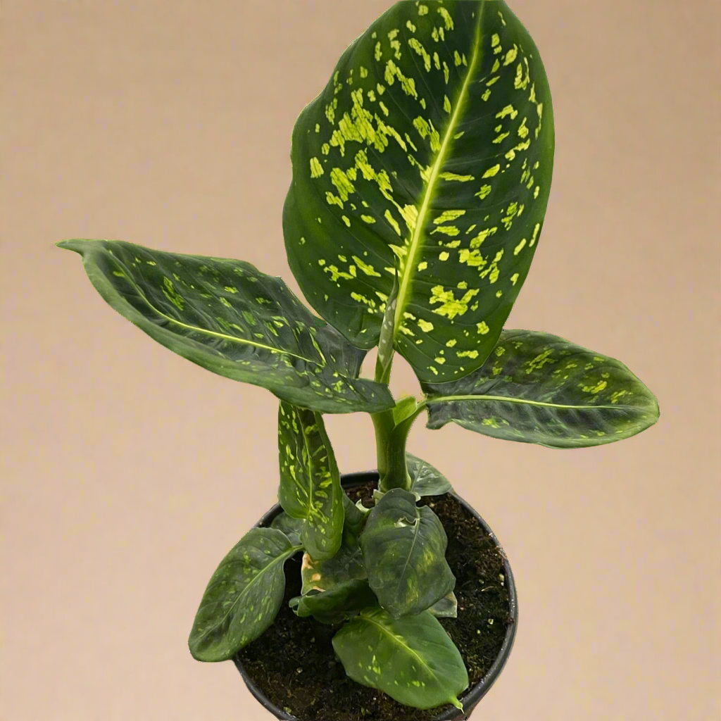 Dieffenbachia 'Reflector'