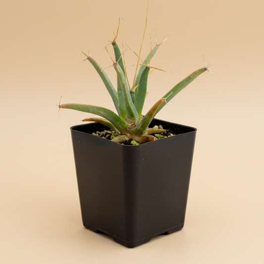 Agave Cactus | 2 inch | Leuchtenbergia principis