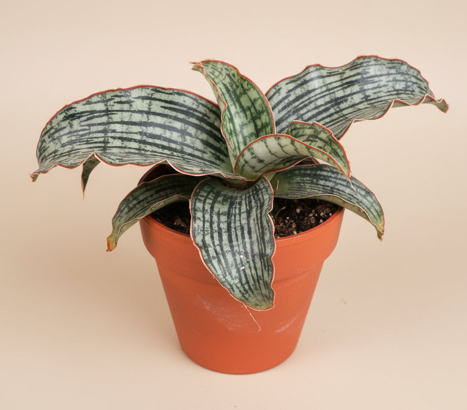 cobra sansevieria Cleopatra Snake Plant - Sanseveria