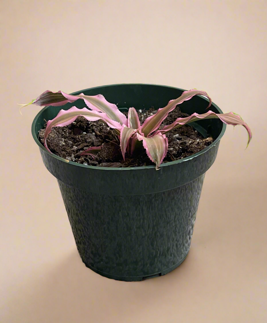 4.5” Pink Cryptanthus - Earth Star