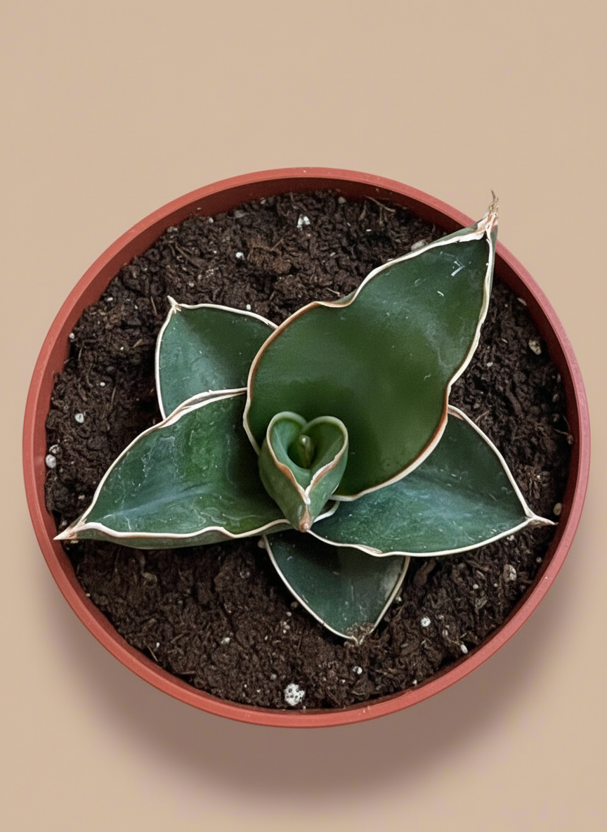 3.5” Sansevieria ‘Bonji’