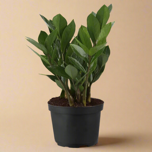 6” ZZ Plant - Zamioculcas Zamiifolia
