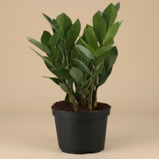 ZZ Plant - Zamioculcas Zamiifolia - 6” pot