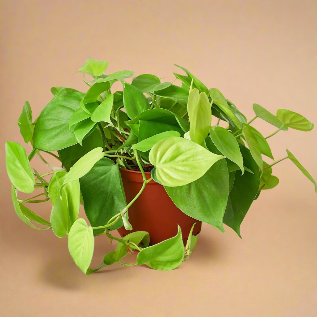 Philodendron 'Neon'