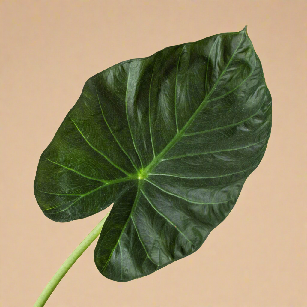 Alocasia 'Regal Shields'