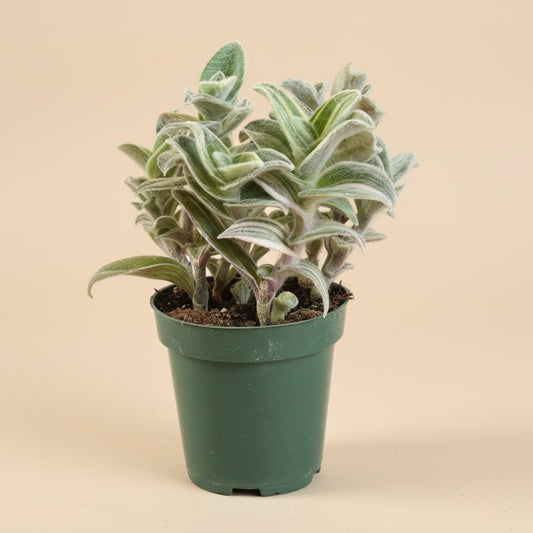 Tradescantia Sillamontana f. variegata - Variegated Spiderwort 4.5” pot
