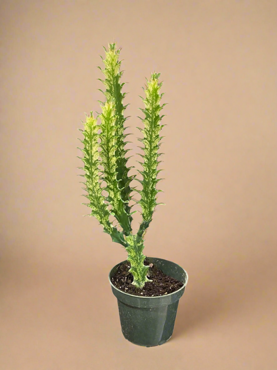 4.5” Euphorbia Trigona ‘Mint Creme’