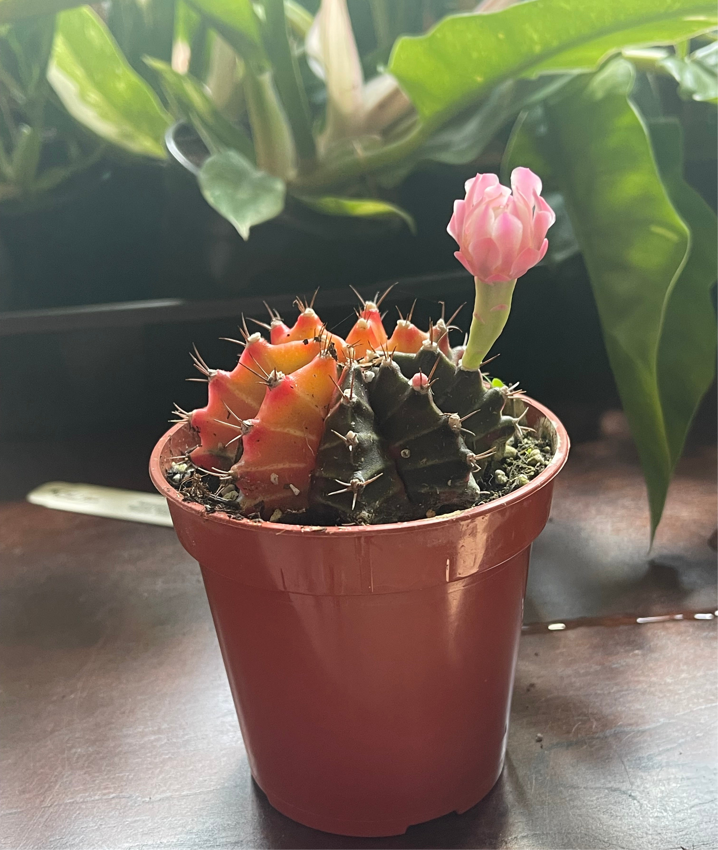 Gymnocalycium Mihanovichii Variegated Cactus