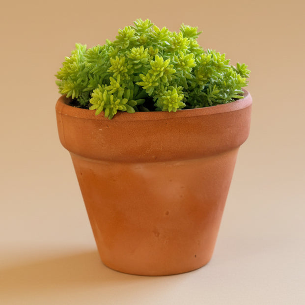 Sedum Golden Stonecrop 2”