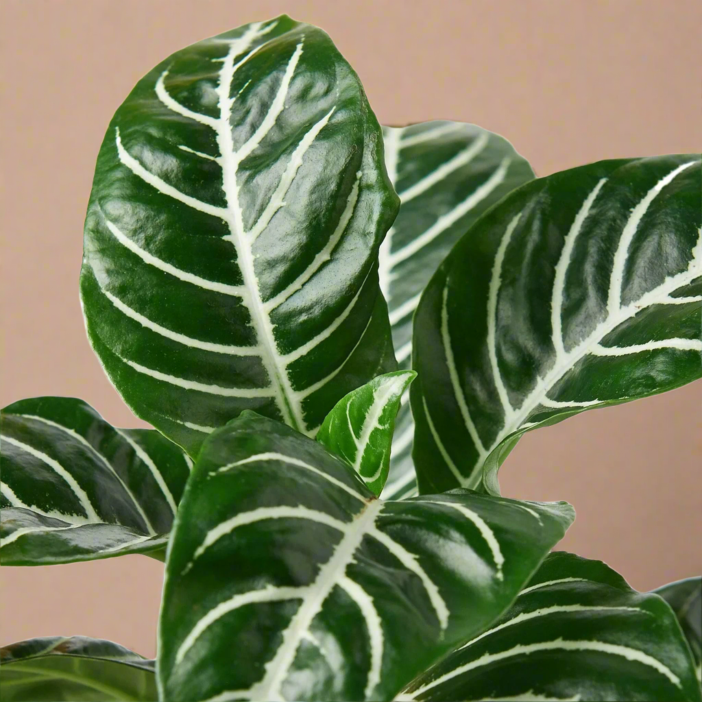 Zebra Plant (Aphelandra squarrosa)