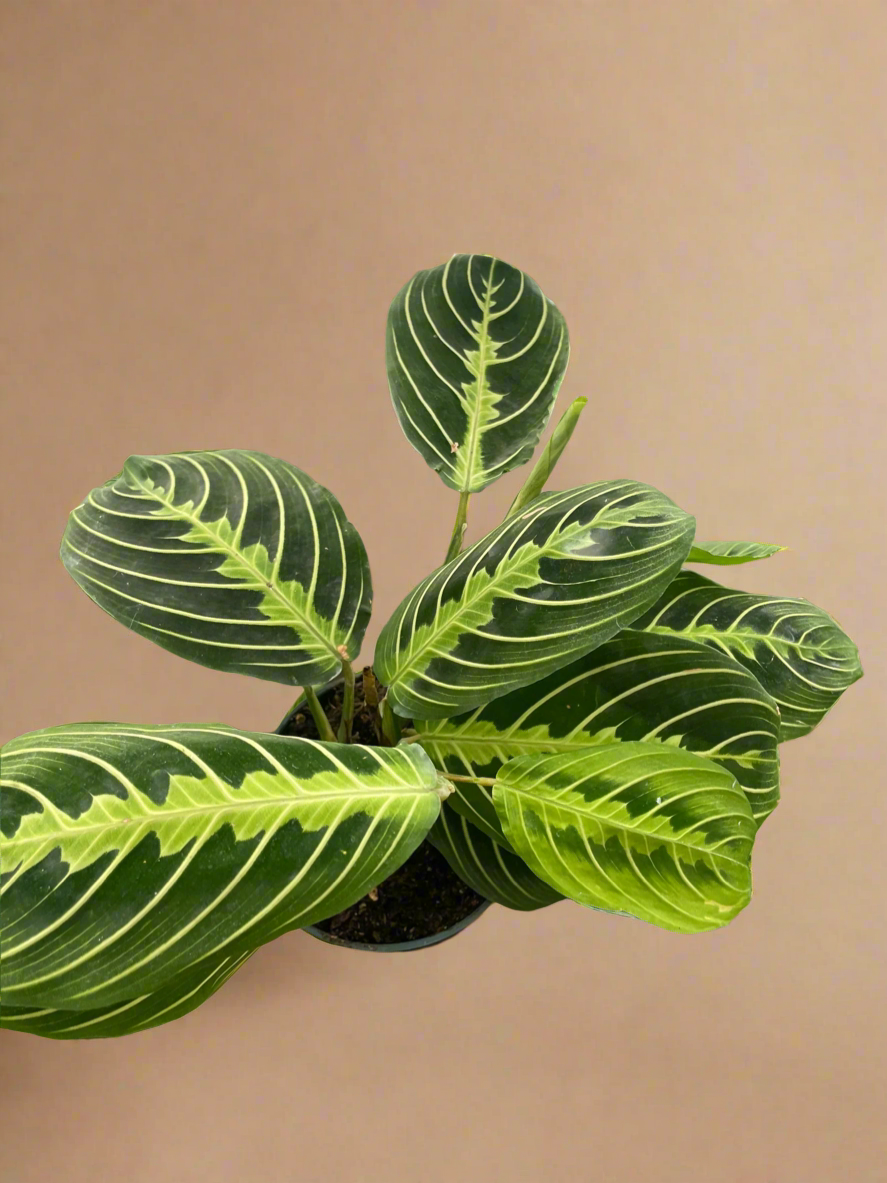 Maranta 'Lemon Lime'