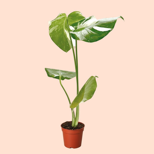 Monstera 'Thai Constellation'