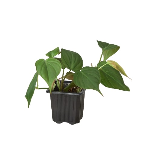 Philodendron Micans – Velvet Leaf