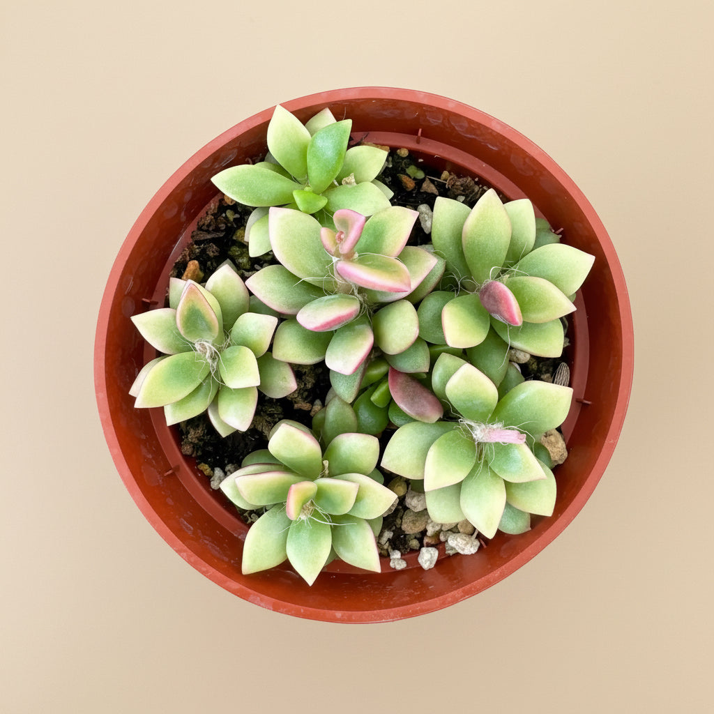 Anacampseros telephiastrum variegata 'Sunrise' 4”