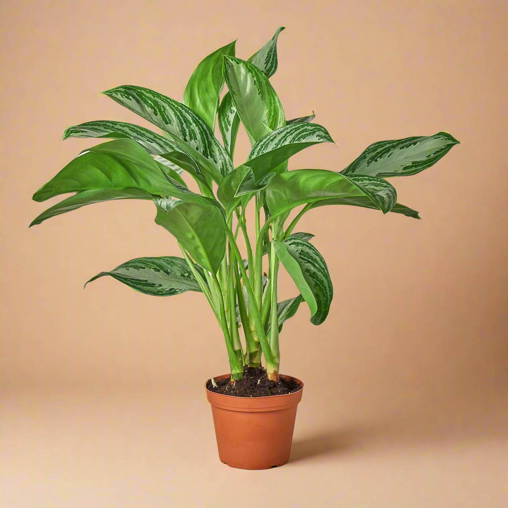 Aglaonema 'Silver Bay'