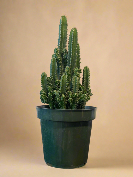 4.5” Fairy Castle Cactus