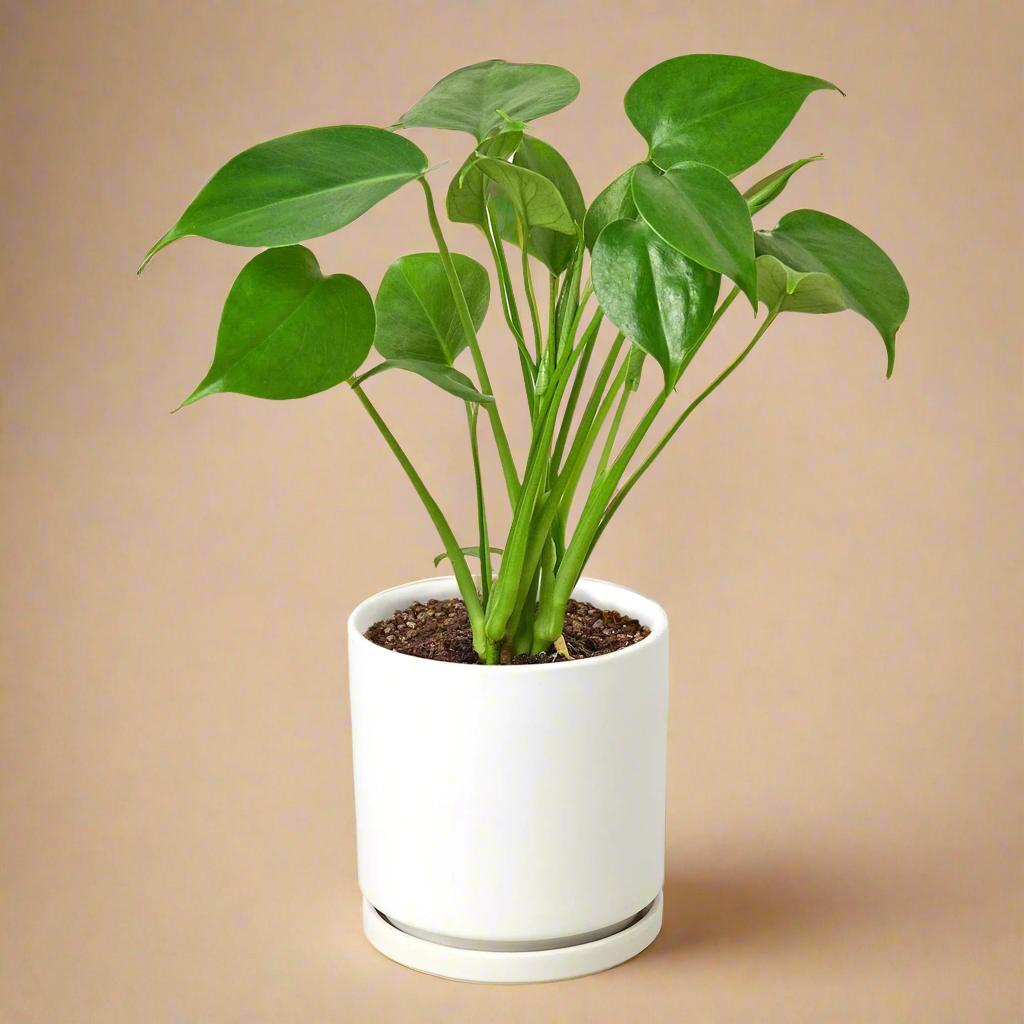 Monstera Deliciosa Split-Leaf