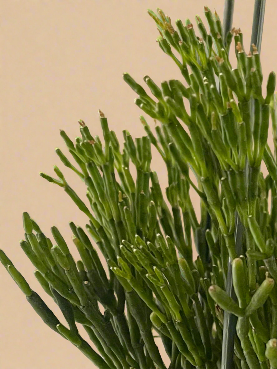 Dancing Bones Cactus - Hatiora Salicornioides