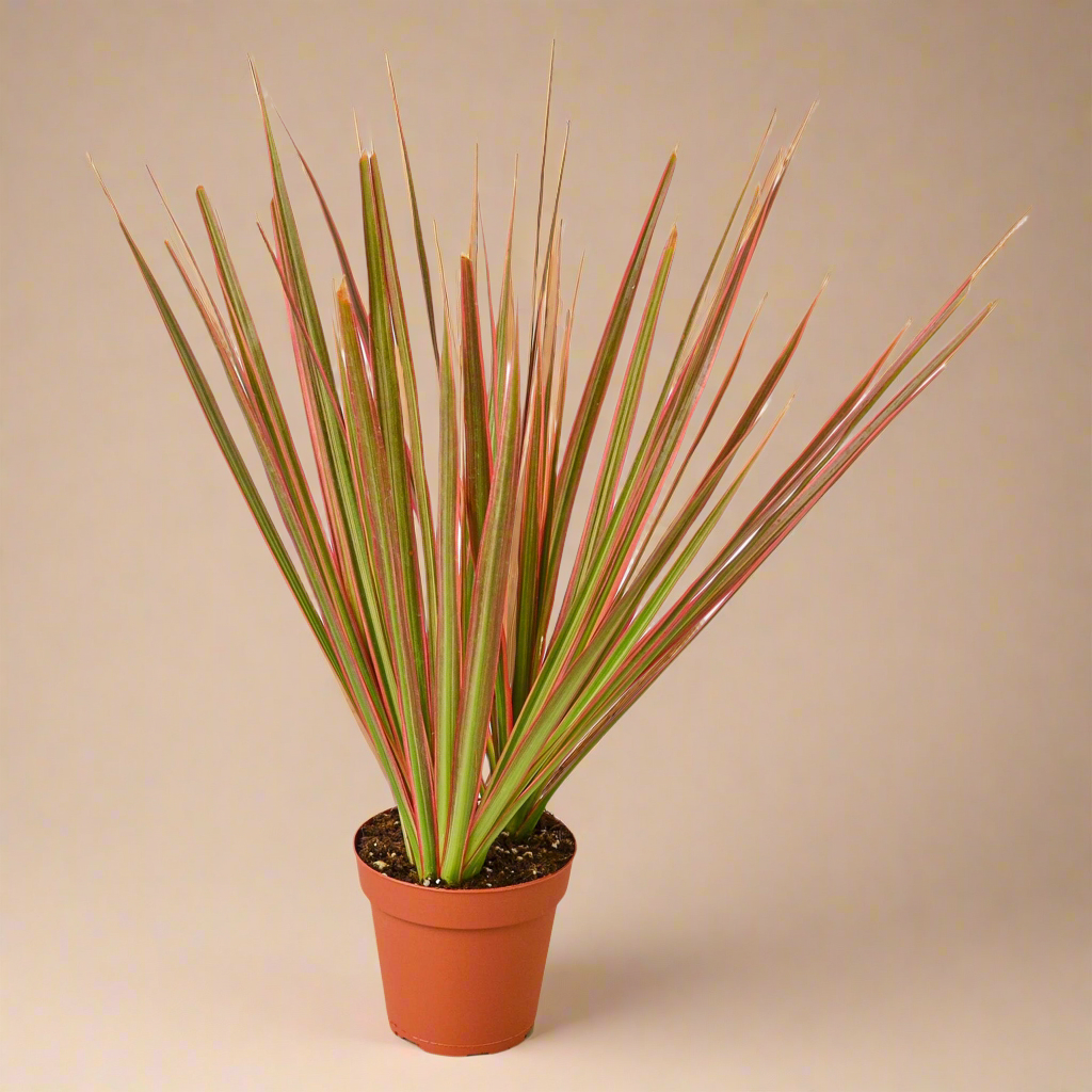 Dracaena Marginata ‘Colorama’