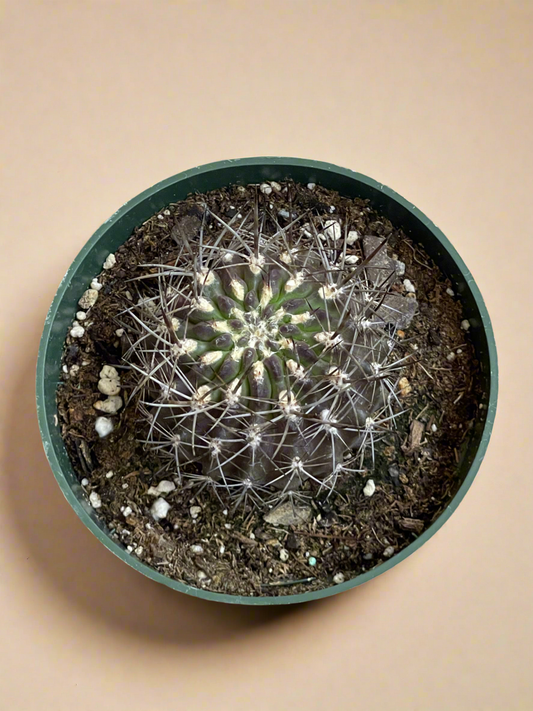 4.5” Neochilenia Carrizalensis Cactus