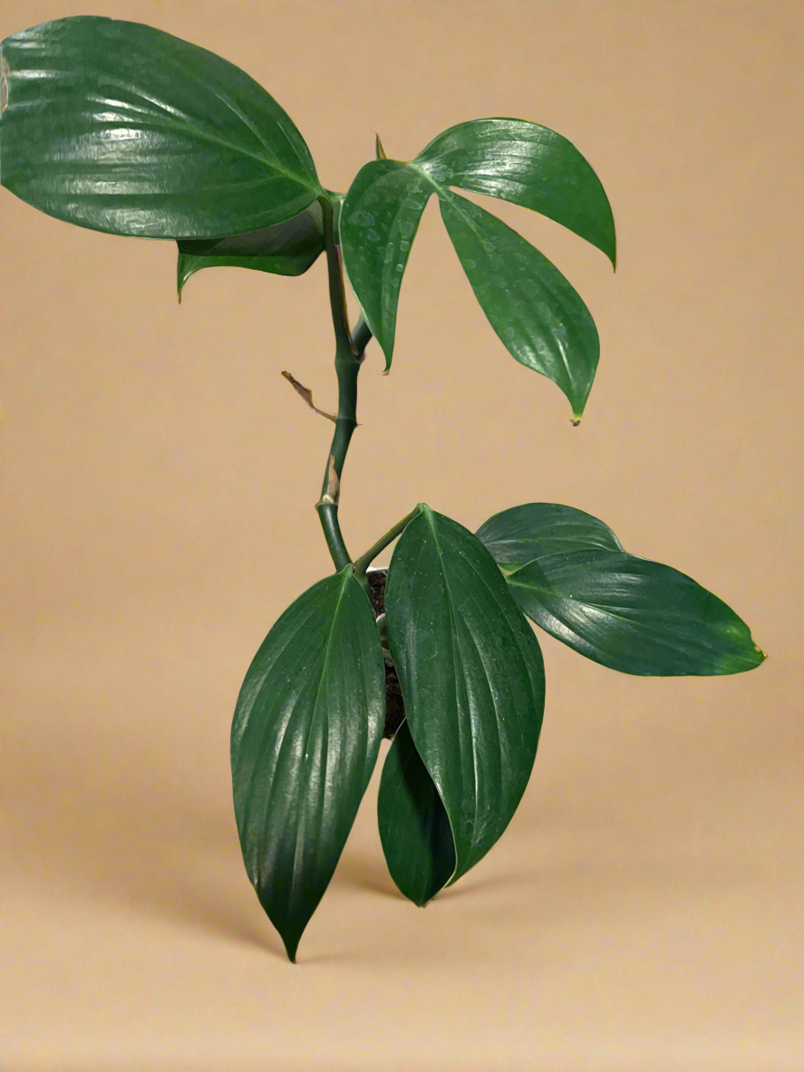 4” Rhaphidophora Dragon’s Tail