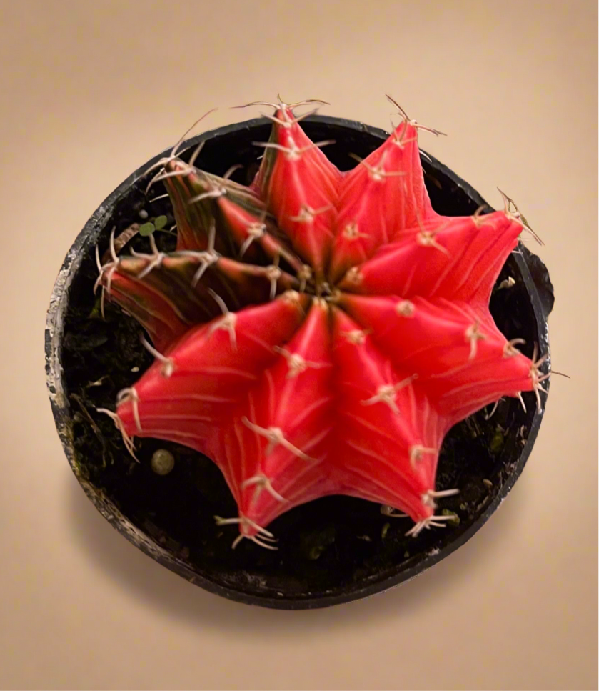 Gymnocalycium Mihanovichii Variegated Cactus
