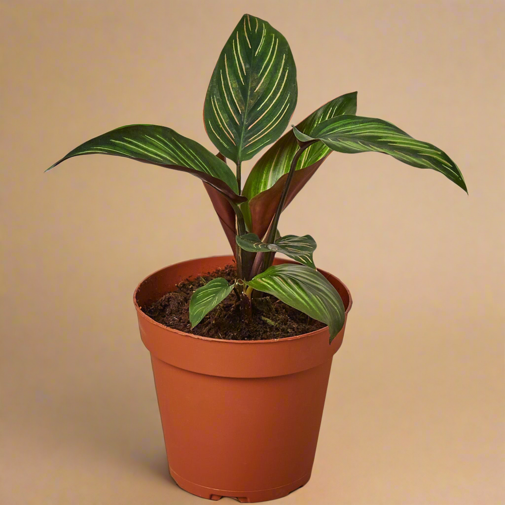 Calathea 'Beauty Star'