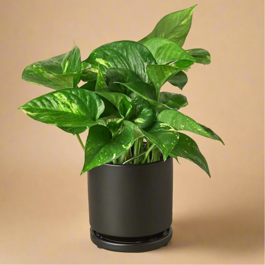 Pothos 'Golden'