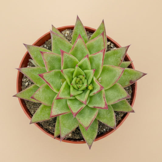 Red Lipstick Echeveria Agavoides 6 inch