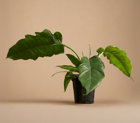Philodendron ‘Jungle Boogie’ - 4” pot