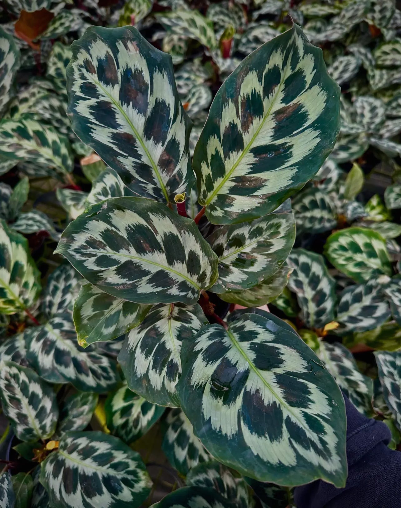 4” Calathea ‘Helen Kennedy’