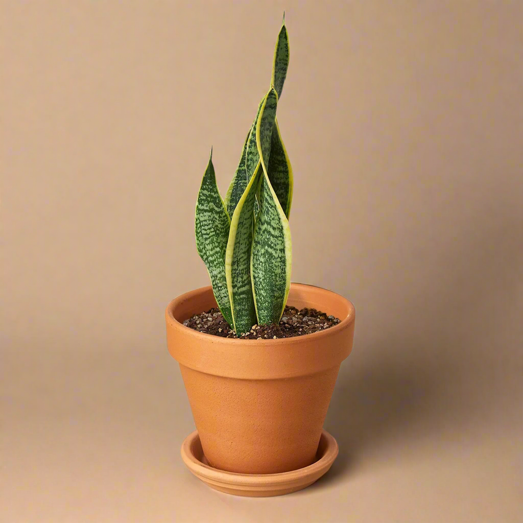 Snake Plant Laurentii