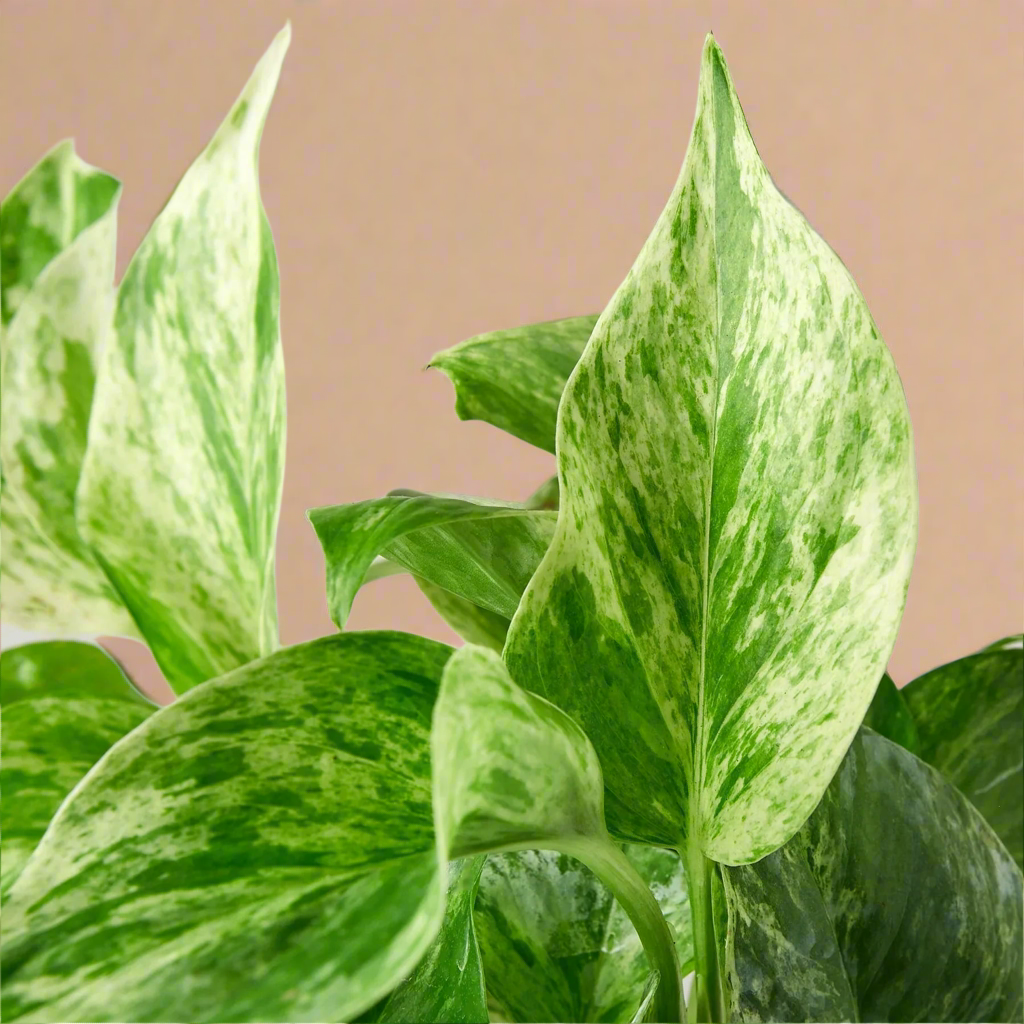 Pothos 'Marble Queen'