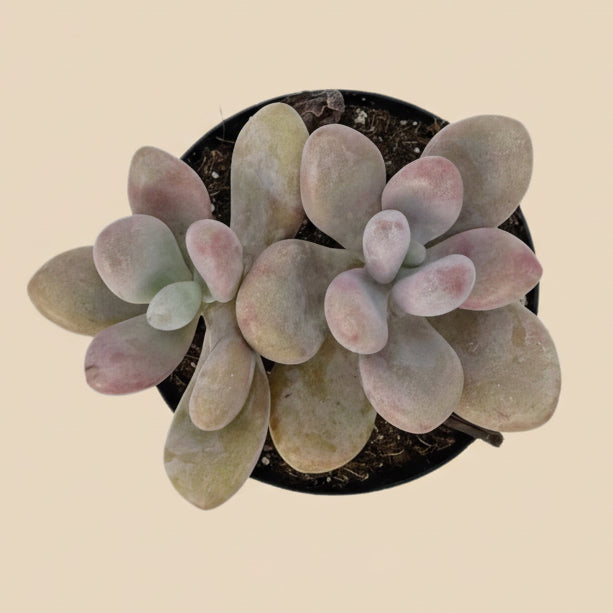 Pink Moonstones | 2.5 inch | Pachyphytum Oviferum