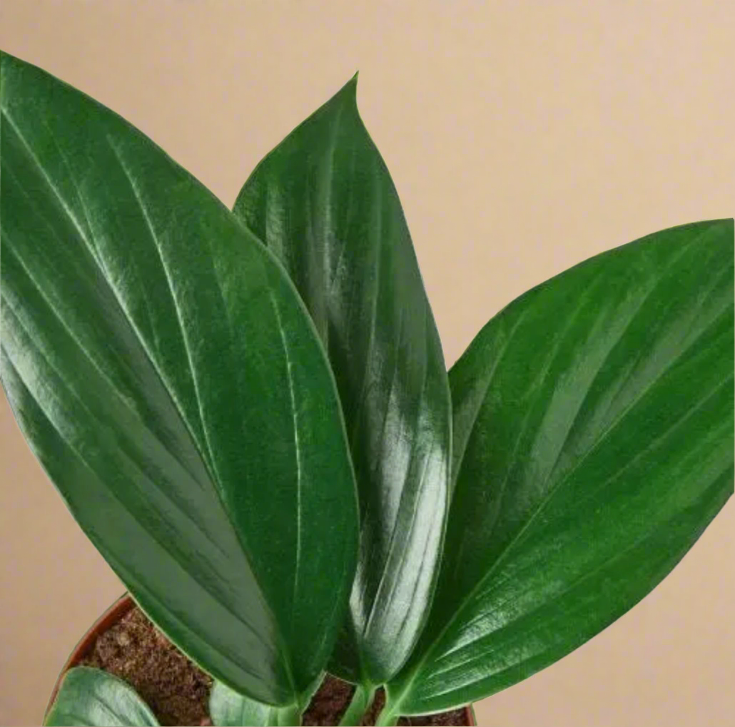 4” Rhaphidophora Dragon’s Tail