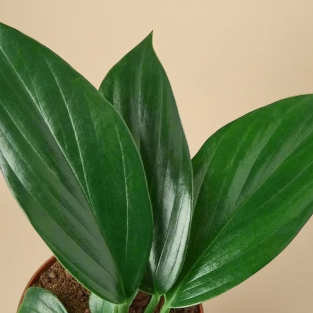 4” Rhaphidophora Dragon’s Tail