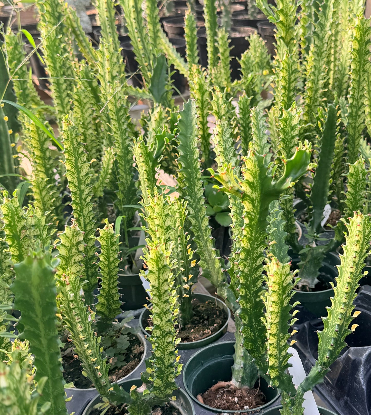 Euphorbia Trigona ‘Mint Creme’ - 4.5” pot