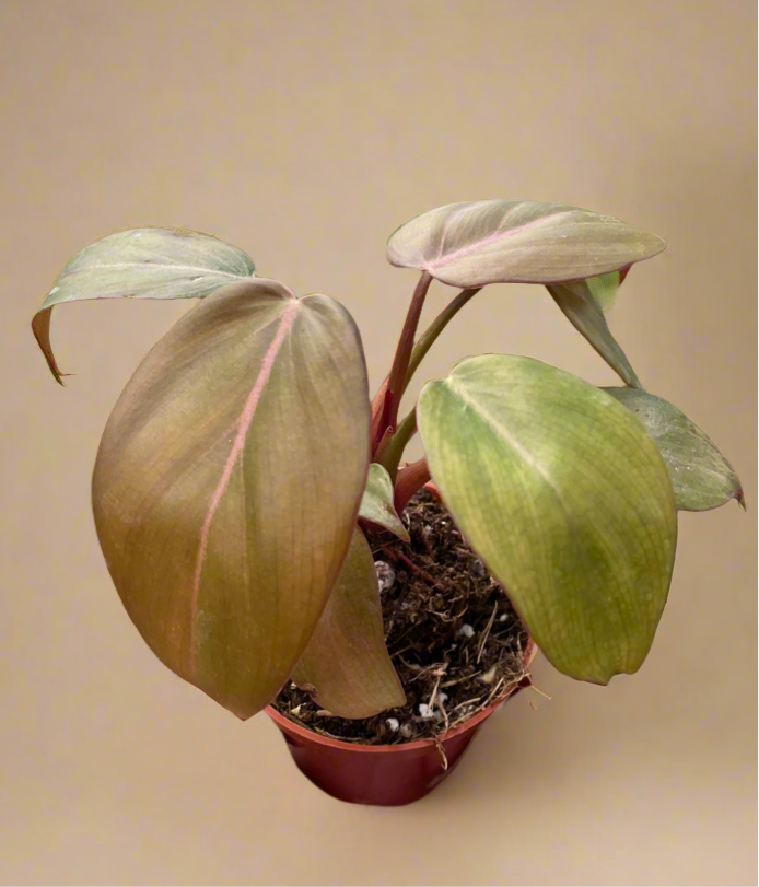 Philodendron 'Summer Glory'
