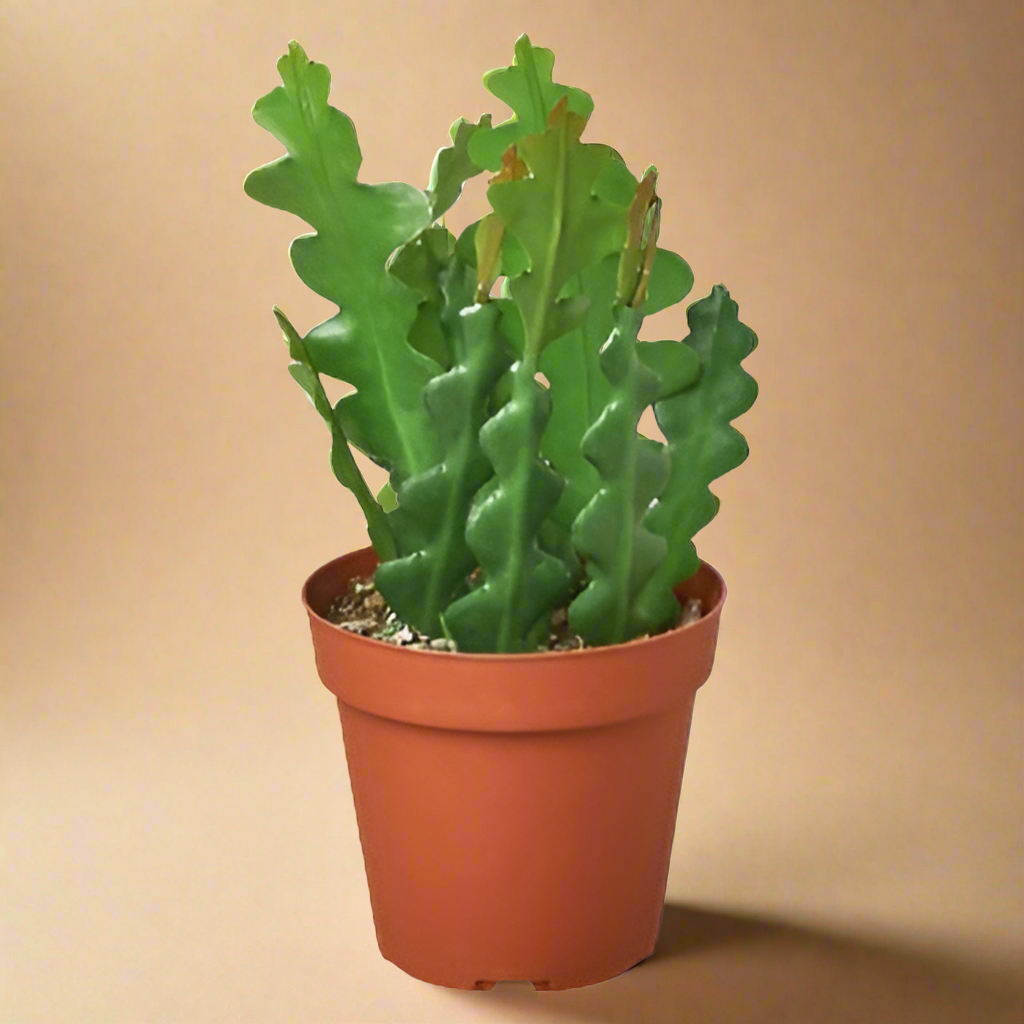 Epiphyllum 'Ric Rac' Cactus